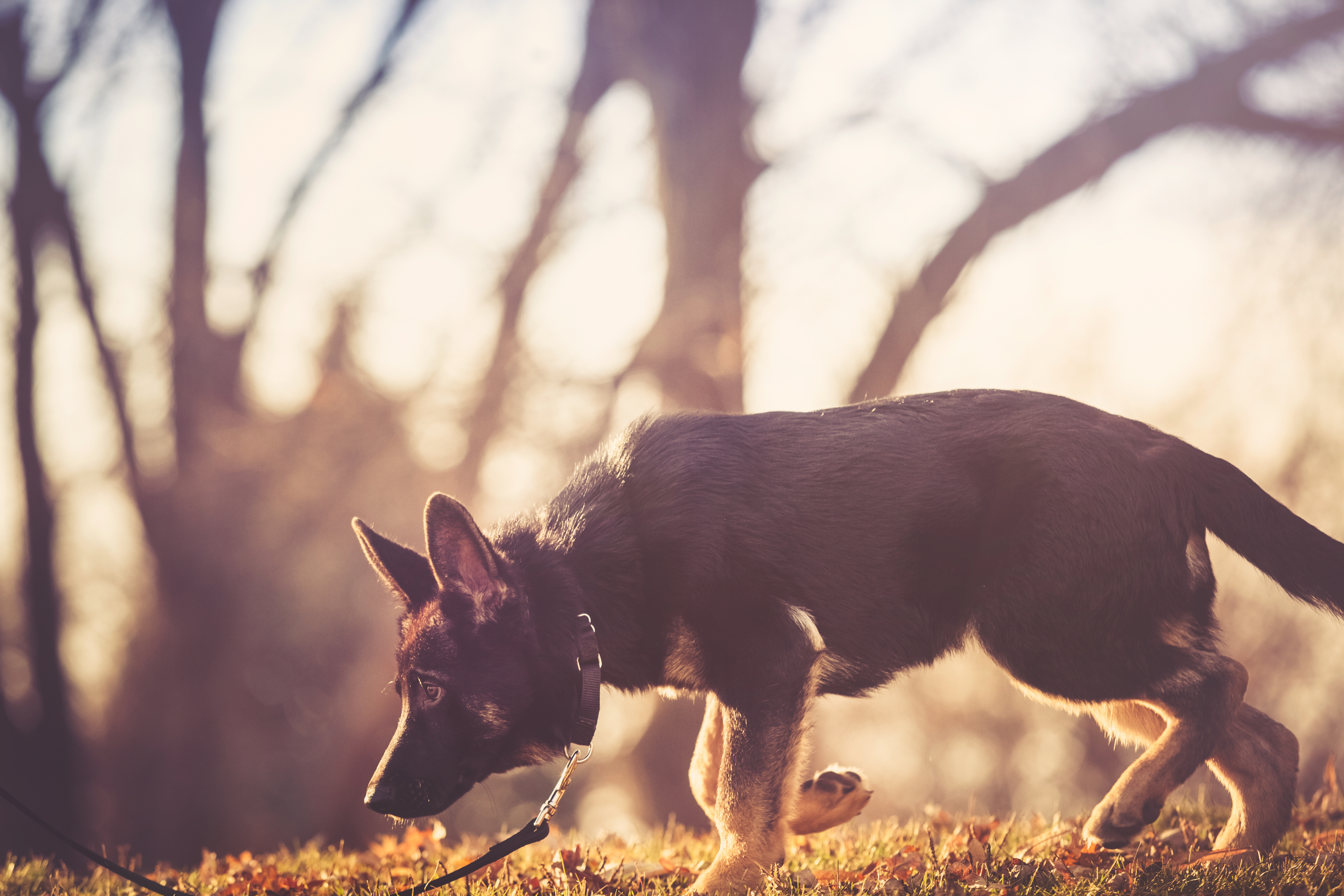 Dog sniffing for mold detection in Montana