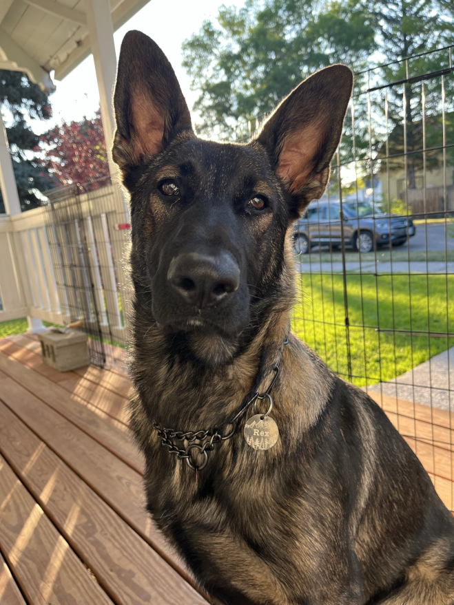 Rex, our mold detection dog