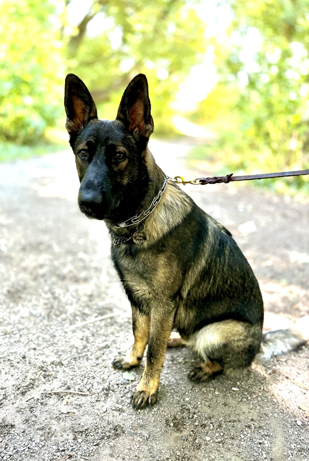 Rex, our professional mold detection dog