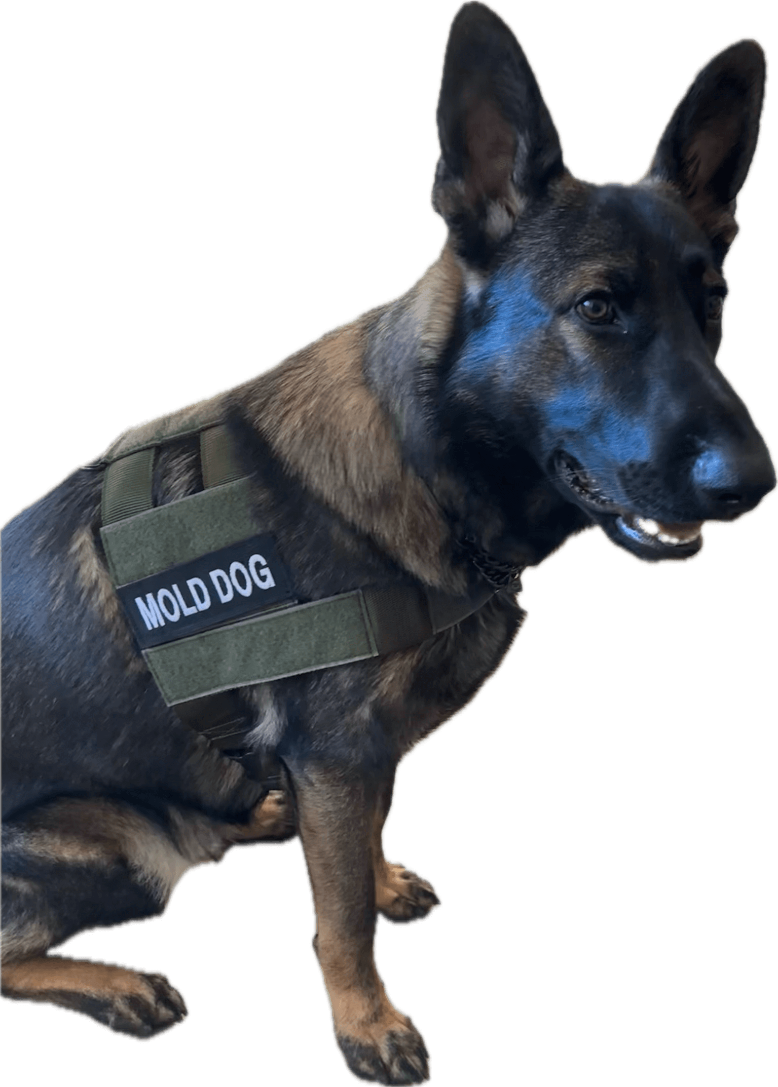 Rex, our certified mold detection German Shepherd